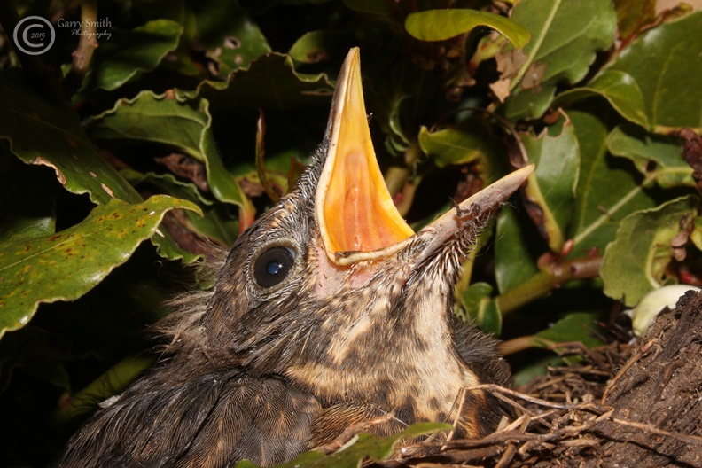 Blackbird chick 23-05-15.jpg